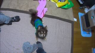 我が家のお犬様　　コタローNO.1