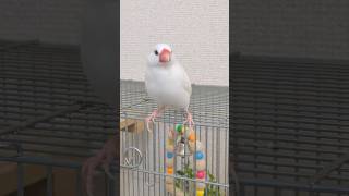 朝一のピーコ☀おはぴー #文鳥