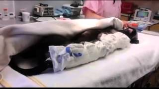 Justin Bartlett Animal Rescue Saves Midnight