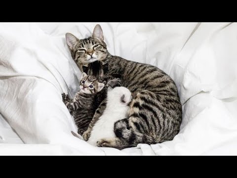Proud Mom Cats Showing Love To Their Kittens