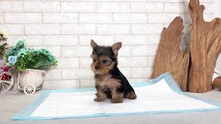 Video preview image #1 Yorkshire Terrier Puppy For Sale in SAN MATEO, CA, USA