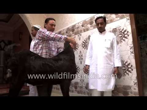 Sacrificial goat readied for slaughter during Id-ul-Azha