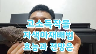 고소득작물 자색마재배법과 효능 향후전망성은?