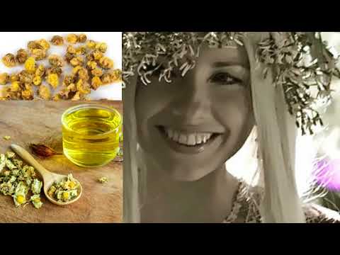 481. Magiczne Chryzantemy Swiatlo na czas panowania Mroku ❤️ herbata z Maria Bucardi