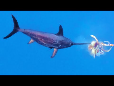 Swordfish Attacks Giant Squid!! Catch & Cook