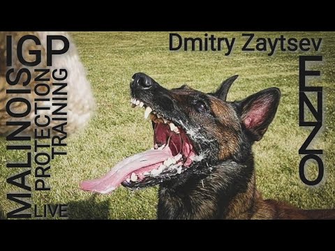 Malinois ENZO vs. Dmitry Zaytsev. Summer 2020.