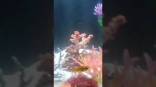 Goldfish and clownfish in the same tank please read the description