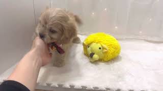 ハーフ犬の動画01