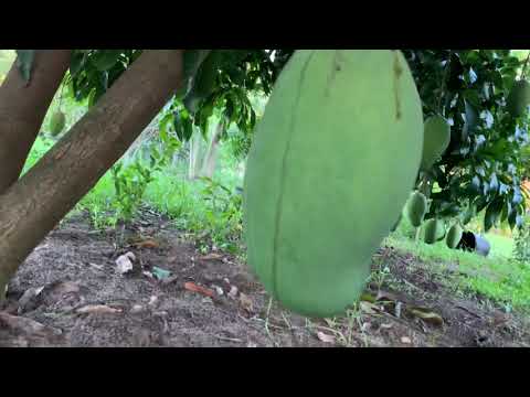 High producing, big size, long ,tasty Valencia Pride Mango.