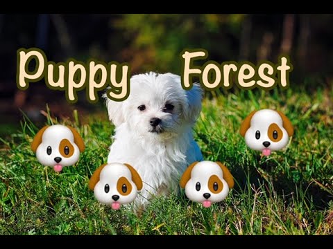 Children’s Sleep Meditation Story | Puppy Forest