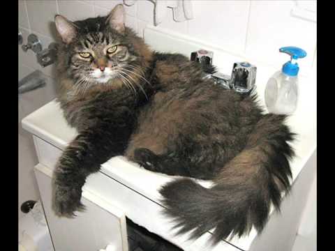 Don McLean - Everybody loves me