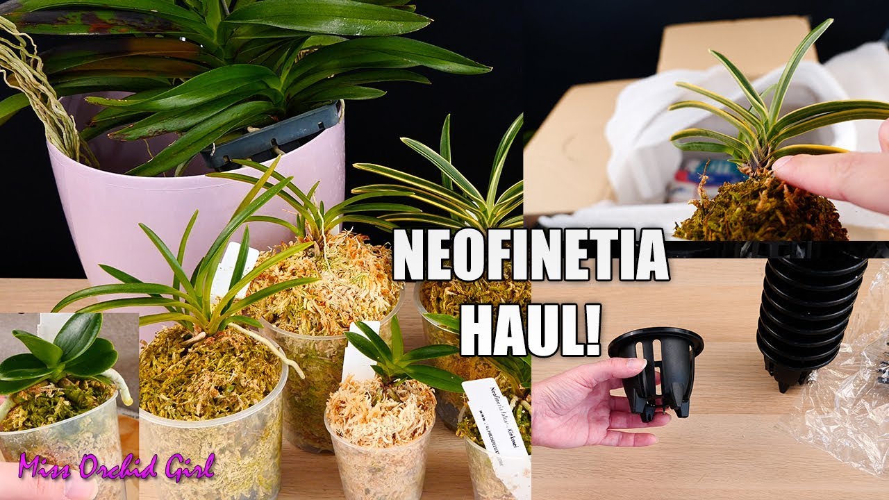 Unboxing Neofinetia Orchid Haul! - A new passion is starting! 😍