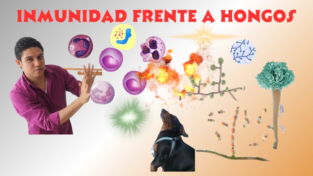 Respuesta Inmune frente a Hongos