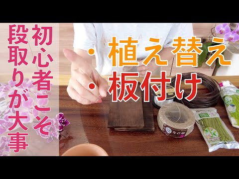 蘭の植え替えはいつするの？どのくらいの頻度で行うかを知るための正確な説明 + ビデオ  庭園