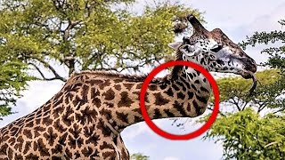 10 Animals Who SURVIVED the Impossible