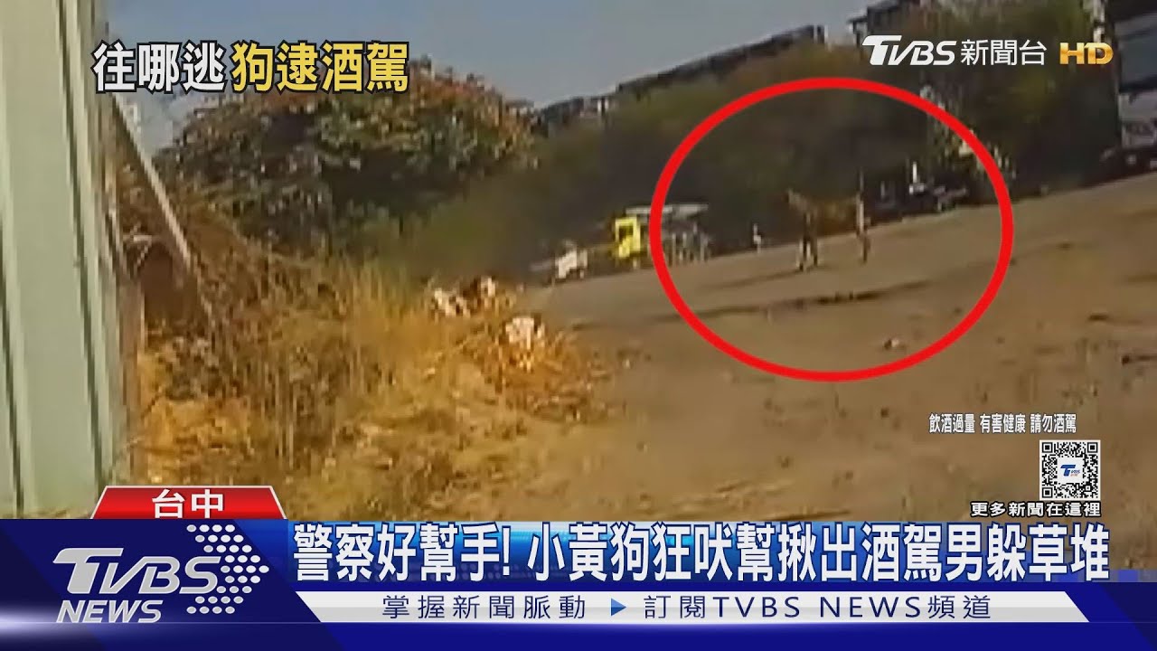 警察好幫手! 小黃狗狂吠幫揪出酒駕男躲草堆