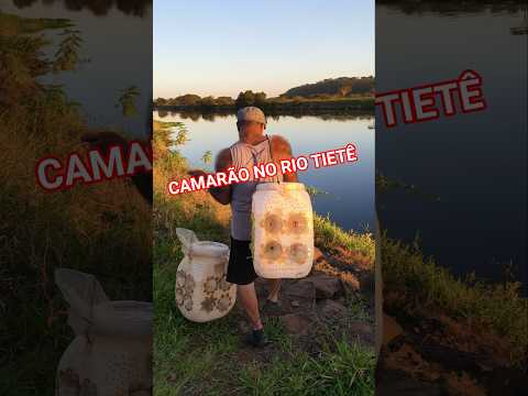 Pegando camarão no Rio Tietê #camarão #riotietê #bariri