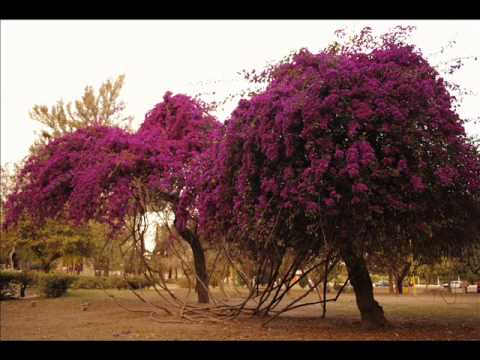 download lagu mp3 mp4 Scarcity Of Miracles, download lagu Scarcity Of Miracles gratis, unduh video klip Scarcity Of Miracles