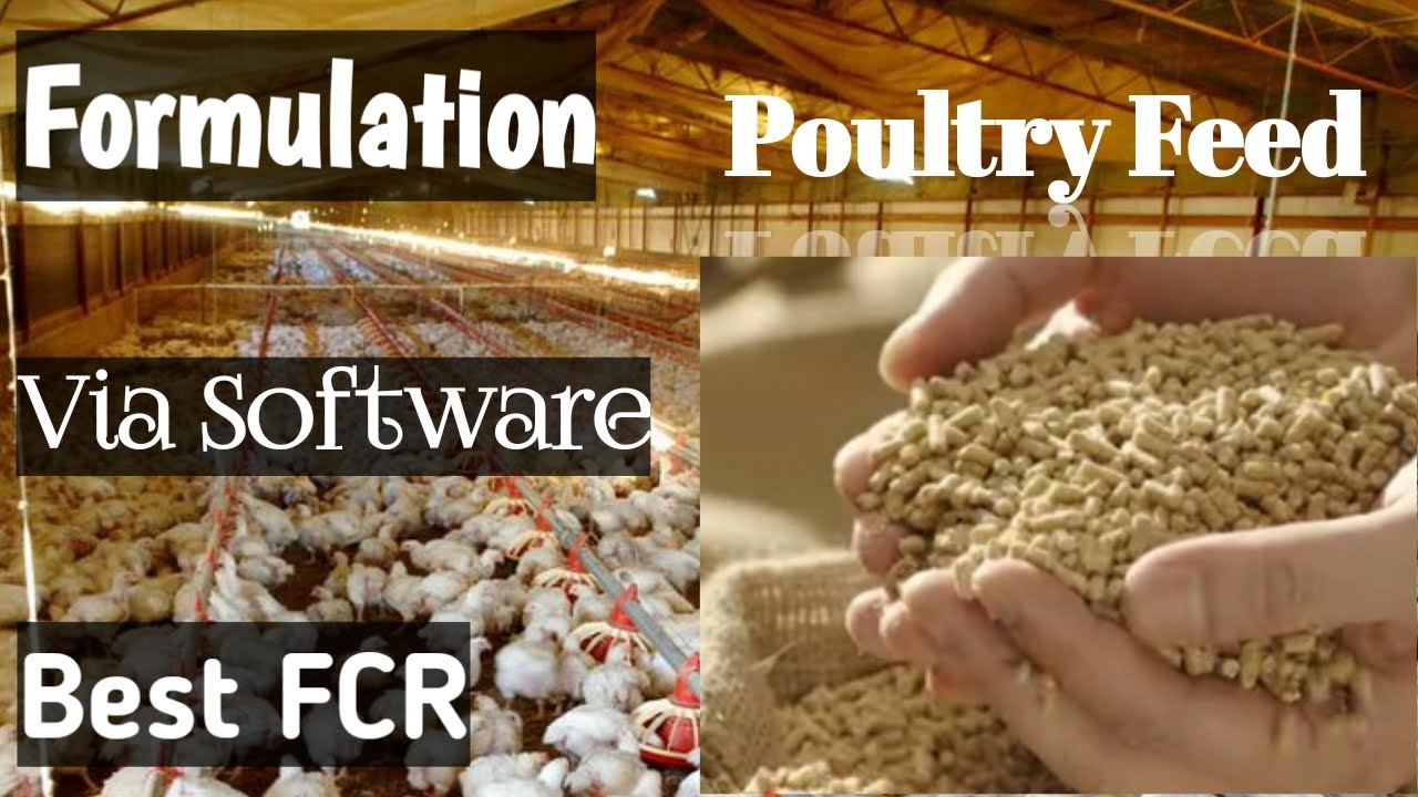 Poultry feed formula using software
