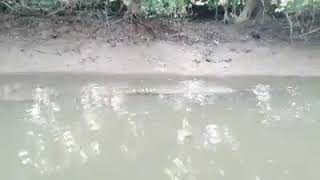 Crocodile trip in Goa | Best Crocodile Video