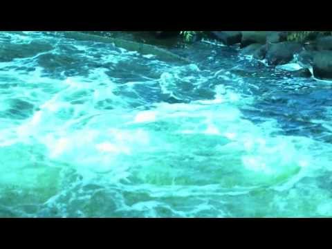 Laxen hoppar i Kungsådran Älvkarleby