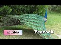 50 Birds Name In Tamil And English பறவைகள் Tamil Birds Name Video For Kids And Childre