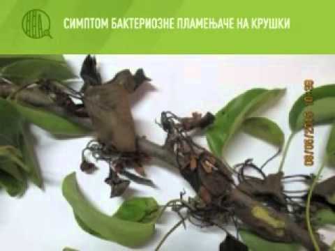 Zelena prognoza, 12.6.2015. - Problemi zbog grada u zasadima