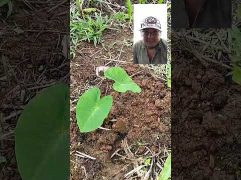 Finca Agroecológica en la Amazonia. Provincia de Morona Santiago