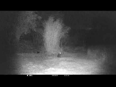 Cat caught on Camera. 'Ibe Quality Control' saez He.