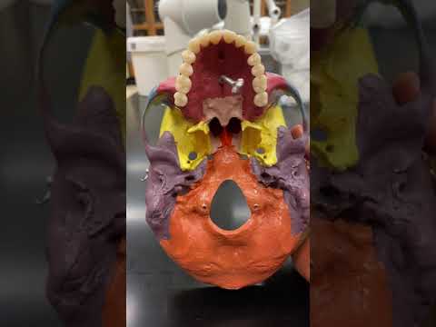 Inferior View of the Skull