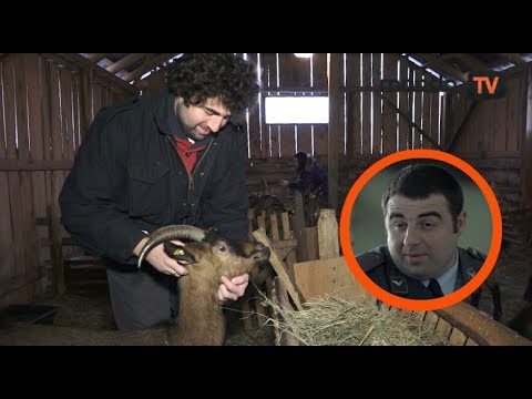 Branko Janković glumac i kozar: Zdravije je među kozama! | Mondo TV