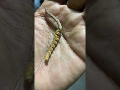 Kedajedi Cordycep, 1 gm