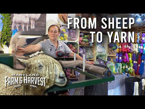 Wool: From Sheep to Yarn  |  MD F&H