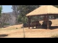 Safari Park Africa Tram Part 1 Of 3