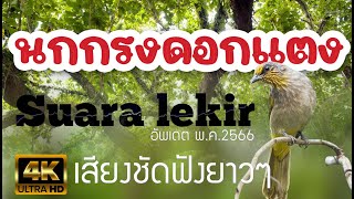 Download lagu นกกรงดอกแตง 2023 mp3