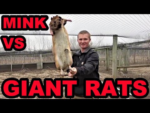 Mink and Dogs Clean Up GIANT Rat Infestation!