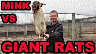 Mink and Dogs Clean Up GIANT Rat Infestation!