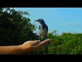 A Confiding Endangered Florida Scrub Jay! Ave Matorral Jay en Peligro de Extinción