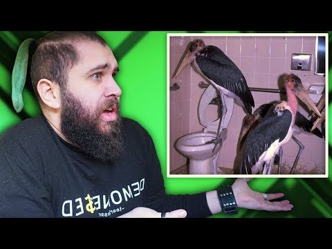 REAZIONE AI CESSI PIÙ STRANI DEL WEB