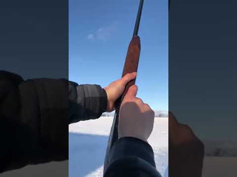 Remington sportsman 58  12 gauge shotgun skeet shooting