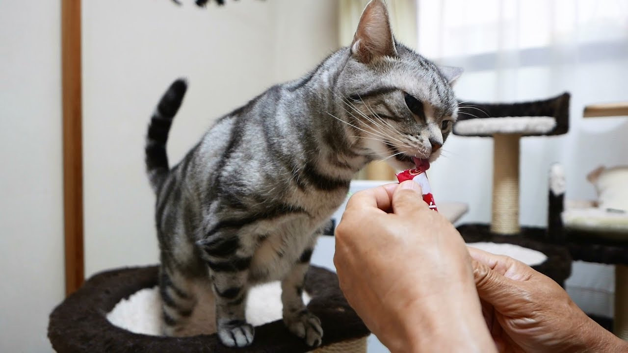 お返事は「わん！」猫にNewちゅ～る