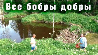 Взрываем плотину бобров. Под угрозой затопления.
