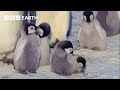 Exploring The Adorable World Of Baby Animals BBC Earth Kids