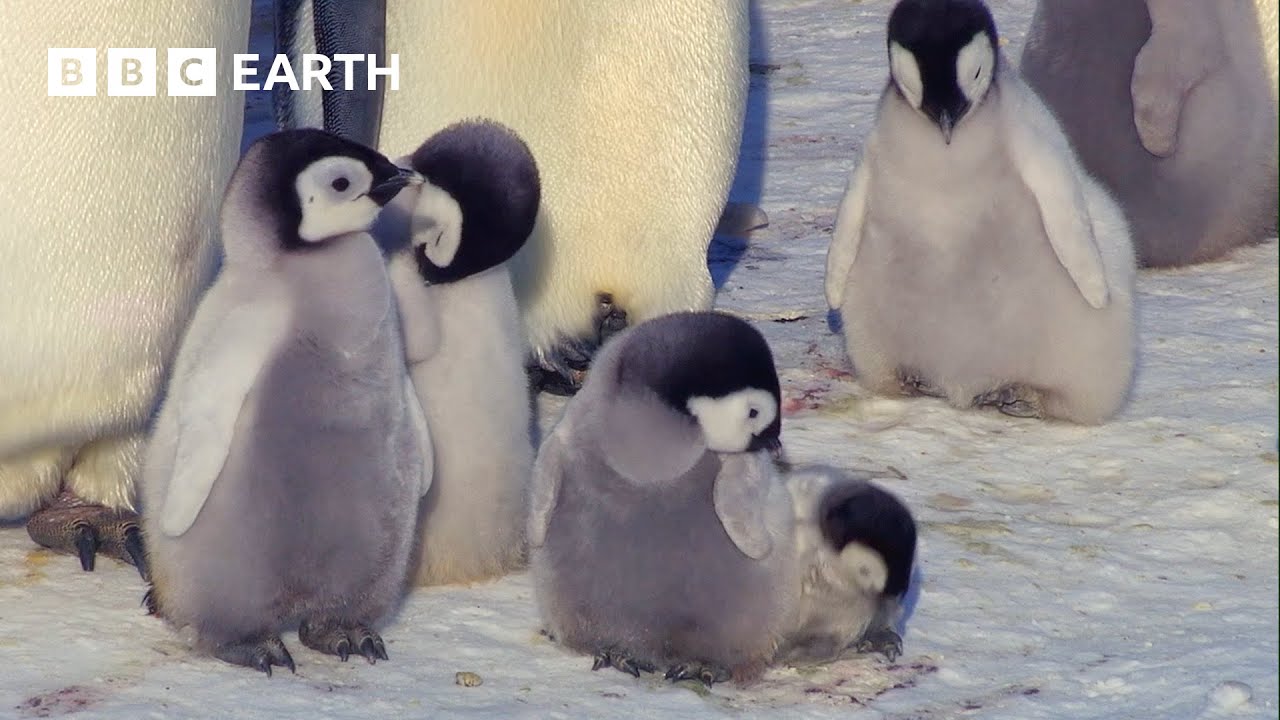 Exploring the Adorable World of Baby Animals | BBC Earth Kids