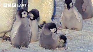 Download lagu Exploring the Adorable World of Baby Animals | BBC Earth Kids mp3