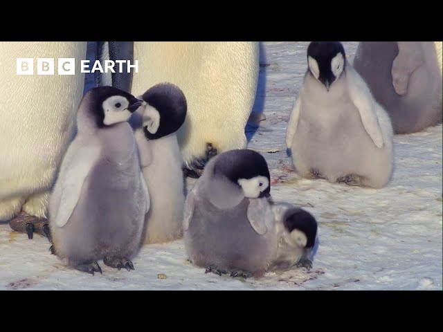 Vídeo relacionado con BBC EARTH: BABY ANIMALS (LB) (Ladybird) - 9780241297452