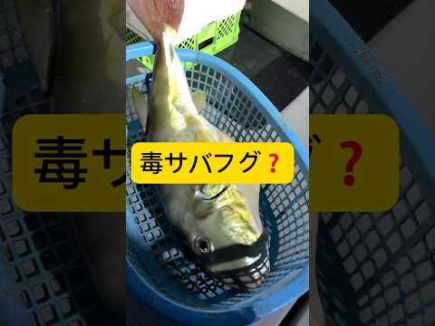 #ドクサバフグ？#長崎平戸#hirado平戸朝寝坊定置網