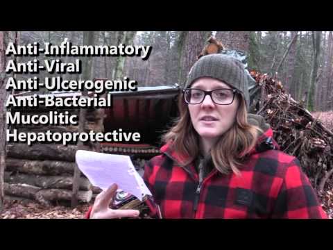 download lagu mp3 mp4 Ground Licorice Root, download lagu Ground Licorice Root gratis, unduh video klip Ground Licorice Root