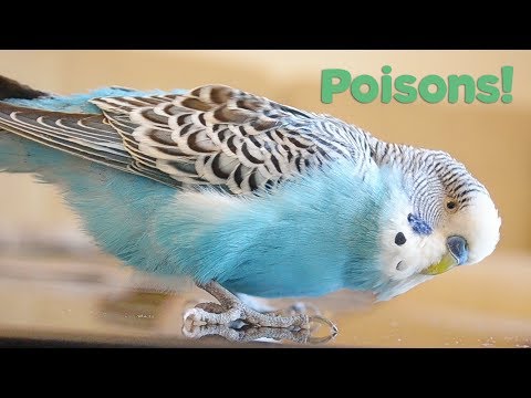 YouTube video about: Can birds have pomegranate?