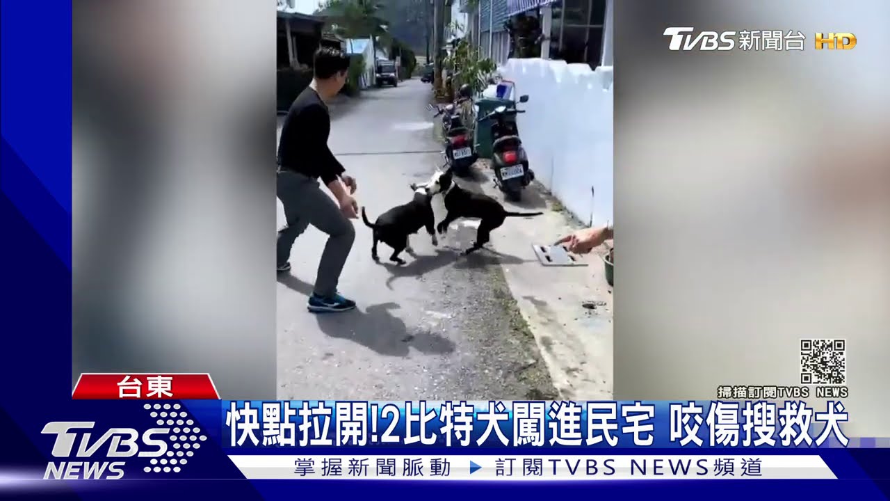 快點拉開！2比特犬闖進民宅　咬傷搜救犬